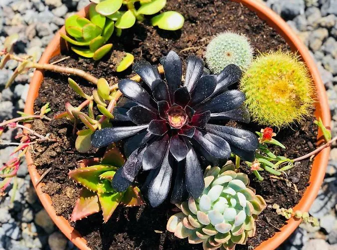 Casa Do Sal Guest house